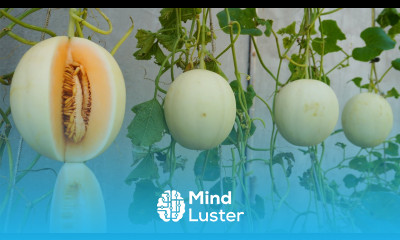 Tips Growing golden honeydew melon for large fruits and sweet at home Growing melon from seeds