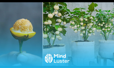 How to Grow Garden Eggs From Seeds at home Even If You re Not Adept at Gardening