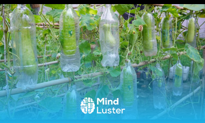 Unique way to grow gourds in plastic bottles Grow gourds for family meals
