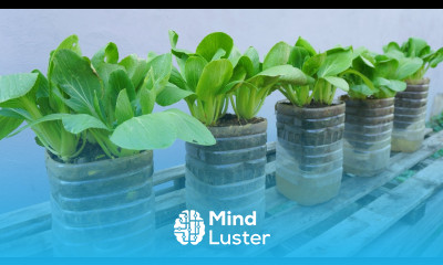 How to grow vegetables Bok Choy Pak Choy at home with only 1