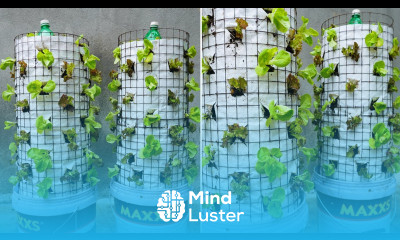 How to grow a vegetable tower in a plastic container without a garden