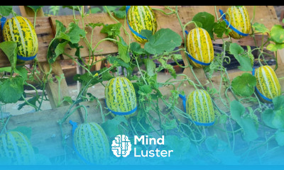 Tips for growing melons in bags and pallets for extremely large and sweet fruit