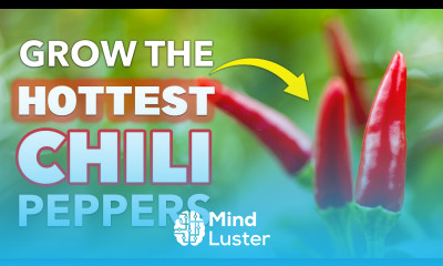 HOT Tips for Growing Chili Peppers at Home