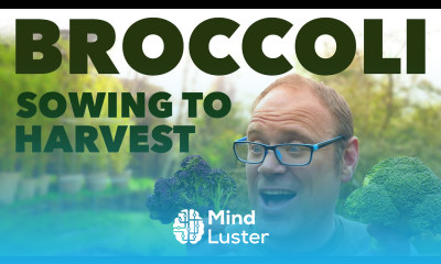 Growing Broccoli from Sowing to Harvest 