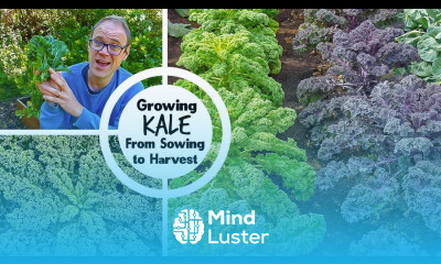 Growing Kale from Sowing to Harvest