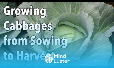 Growing Cabbages from Sowing to Harvest