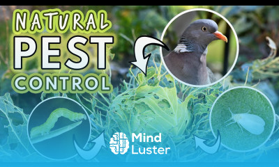 Natural Pest Control Caterpillars Aphids Cabbageworms Root Fly Pigeons