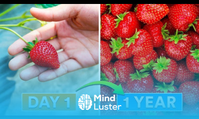 The Easy Formula to Grow More Strawberries