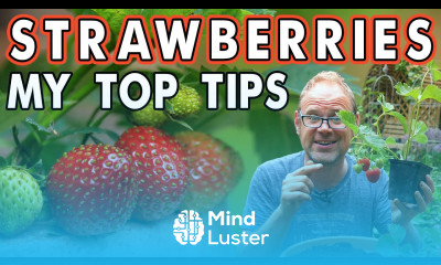 Growing Strawberries in Containers 
