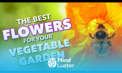 The Best Flowers To Boost Vegetable Gardens 