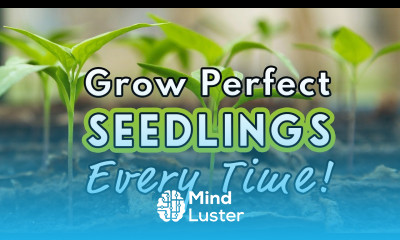 Seed Starting Success Sow Like a Pro 