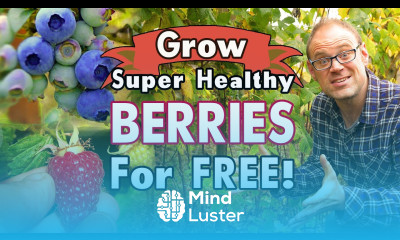 Grow Healthy Berries For Free 