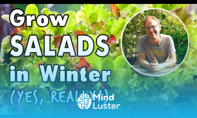 Plant Salads Now for Winter