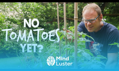 Why Aren t My Tomatoes Fruiting The Definitive Guide