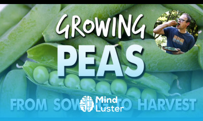 Growing Peas From Sowing to Harvest 