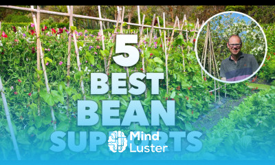 5 Best Bean Poles Frames and Supports for Your Garden
