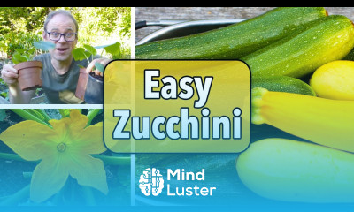 Growing Zucchini Courgettes from Sowing to Harvest