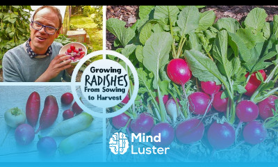 Growing Radishes from Sowing to Harvest