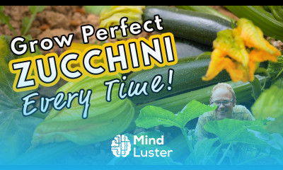 Grow Perfect Zucchini Every Time