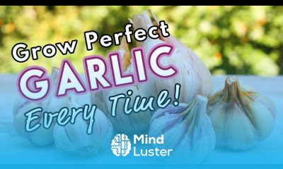 Grow Perfect Garlic Every Time