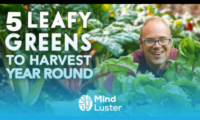 5 Essential Greens for Year Round Harvests