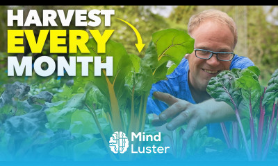 This Crop is WAY Better than Spinach And Easier To Grow