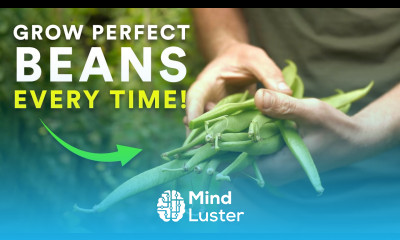 Grow Perfect Beans Every Time