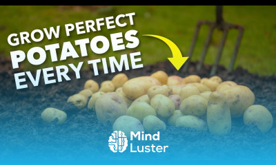 Grow Perfect Potatoes Every Time