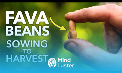 Fava Broad Beans The Complete Growing Guide