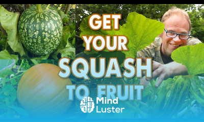 Why Aren t My Squashes Fruiting Boost pollination of squash zucchini courgettes pumpkins
