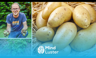 No Digging Grow the Best Potatoes in Straw