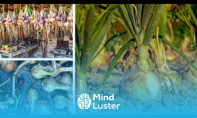 Growing Onions from Sowing to Harvest