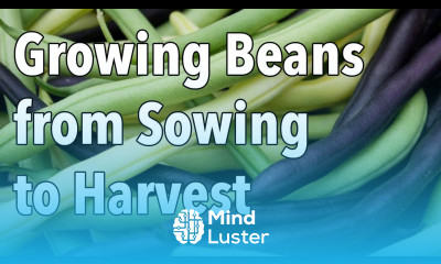 Growing Beans from Sowing to Harvest