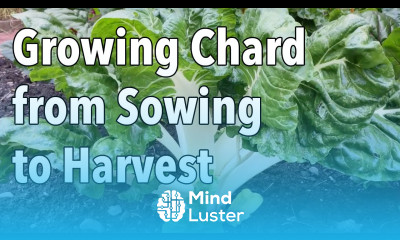Growing Chard from Sowing to Harvest