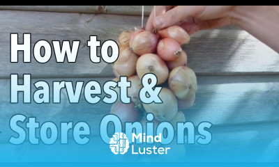 How to Harvest and Store Onions