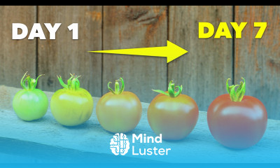 How to Ripen Green Tomatoes In Just 7 Days
