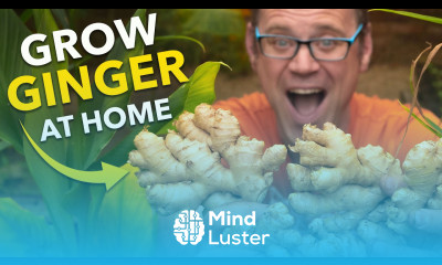 Ginger Masterclass Plant Once Harvest Forever