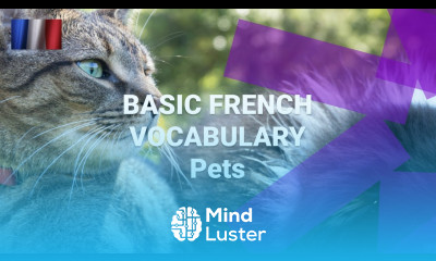 Basic French Vocabulary What Are Pets Called in French