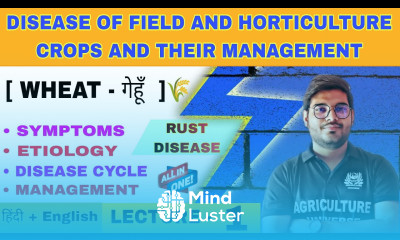 Rust disease of wheat  yellow rust steam rust leaf rust