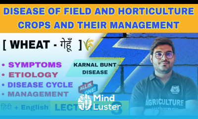 Karnal bunt disease of wheat  wheat disease
