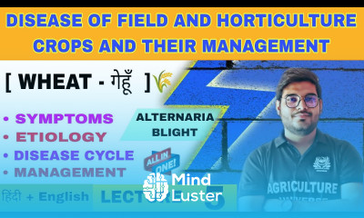 Alternaria blight disease of wheat  wheat disease