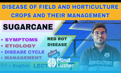 Red rot disease of sugarcane sugarcane disease