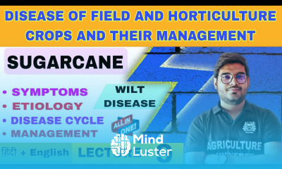 Wilt disease of sugarcane sugarcane disease