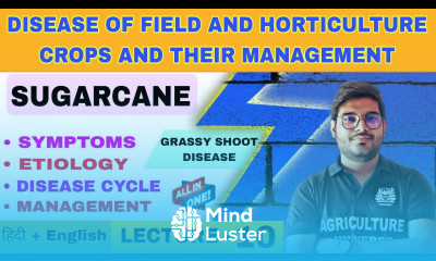 grassy shoot disease of Sugarcane sugarcane disease