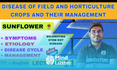 sclerotina stem rot disease of sunflower  sunflower disease