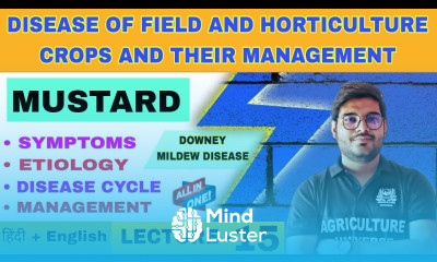 Downey mildew disease in Mustard mustard disease