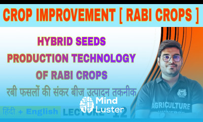 Hybrid seeds production technology of rabi crops crop improvement rabi crops