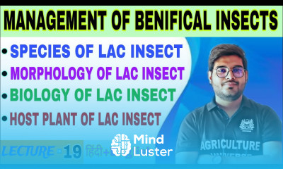 species morphology biology and host plant of Lac Insect management of benificial insect