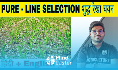 define pure line selection शुद्ध रेखा चयन define pure line selection pure line selection