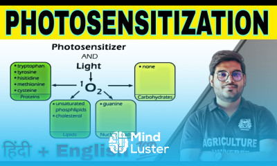 define photosensitization what is photosensitization photosensitization in hindi